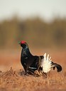 BUITEN BEELD Foto: 56887