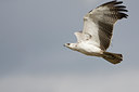 BUITEN BEELD Foto: 56930