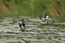 BUITEN BEELD Foto: 56955