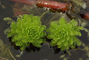 BUITEN BEELD Foto: 56964