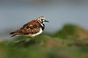 BUITEN BEELD Foto: 56966