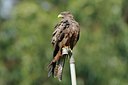 BUITEN BEELD Foto: 57023