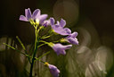 BUITEN BEELD Foto: 57059