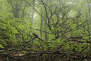 BUITEN BEELD Foto: 57102
