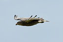 BUITEN BEELD Foto: 57115