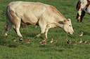 BUITEN BEELD Foto: 57130