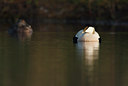 BUITEN BEELD Foto: 57143