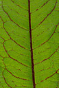 BUITEN BEELD Foto: 57147