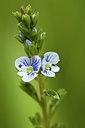 BUITEN BEELD Foto: 57163