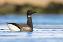 BUITEN BEELD Foto: 57248