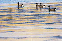 BUITEN BEELD Foto: 57250