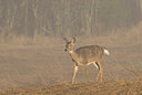 BUITEN BEELD Foto: 57260