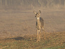 BUITEN BEELD Foto: 57276