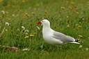 BUITEN BEELD Foto: 57387