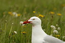 BUITEN BEELD Foto: 57389