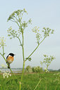 BUITEN BEELD Foto: 57395