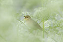BUITEN BEELD Foto: 57397