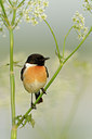 BUITEN BEELD Foto: 57402