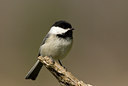 BUITEN BEELD Foto: 57490