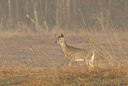 BUITEN BEELD Foto: 57503