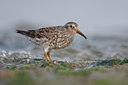 BUITEN BEELD Foto: 57578