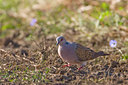BUITEN BEELD Foto: 57642