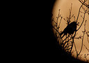 BUITEN BEELD Foto: 57729