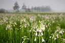 BUITEN BEELD Foto: 57734