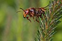 BUITEN BEELD Foto: 58037