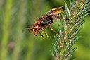 BUITEN BEELD Foto: 58038