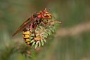 BUITEN BEELD Foto: 58039