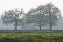 BUITEN BEELD Foto: 58067