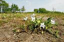 BUITEN BEELD Foto: 58068