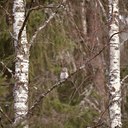 BUITEN BEELD Foto: 58183