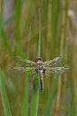 BUITEN BEELD Foto: 58205