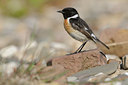 BUITEN BEELD Foto: 58241