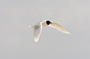BUITEN BEELD Foto: 58263