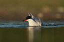 BUITEN BEELD Foto: 58300