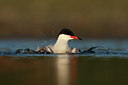 BUITEN BEELD Foto: 58301