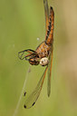 BUITEN BEELD Foto: 58307