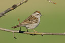 BUITEN BEELD Foto: 58323