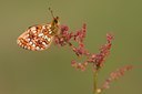 BUITEN BEELD Foto: 58340
