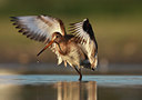 BUITEN BEELD Foto: 58368