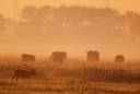 BUITEN BEELD Foto: 58420