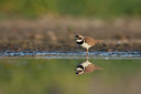 BUITEN BEELD Foto: 58451