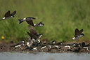 BUITEN BEELD Foto: 58493
