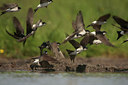 BUITEN BEELD Foto: 58494