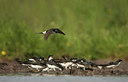 BUITEN BEELD Foto: 58496