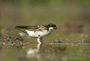 BUITEN BEELD Foto: 58497