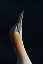 BUITEN BEELD Foto: 58556